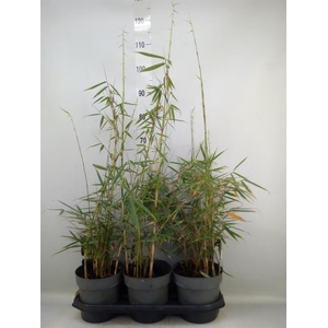 Fargesia robusta 'Campbell'