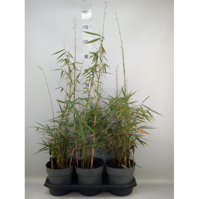 <h4>Fargesia robusta 'Campbell'</h4>