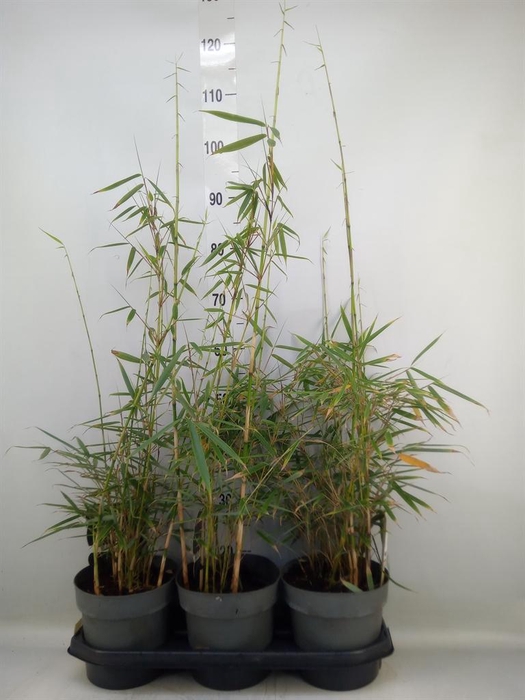 <h4>Fargesia robusta 'Campbell'</h4>