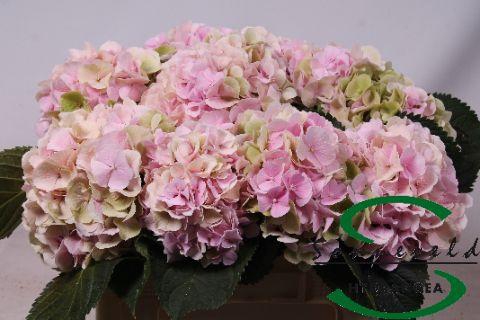 <h4>HYDR M CH VERENA CL</h4>