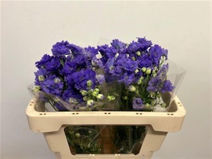 <h4>DELPH D BIJOU AQUAM</h4>