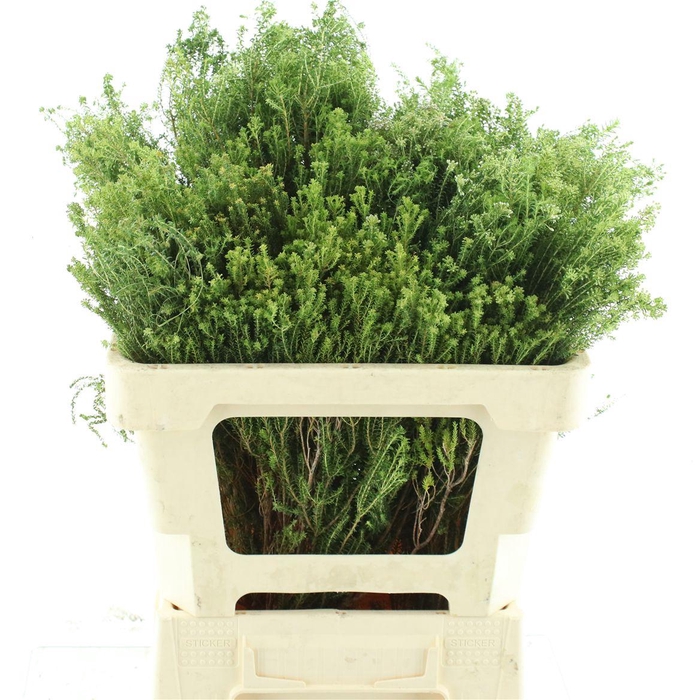 <h4>Kaaps Agathosma Green</h4>