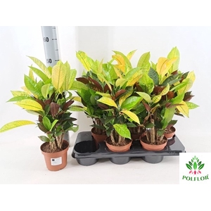 Codiaeum variegatum Mrs Iceton 13Ø 55cm 6pp