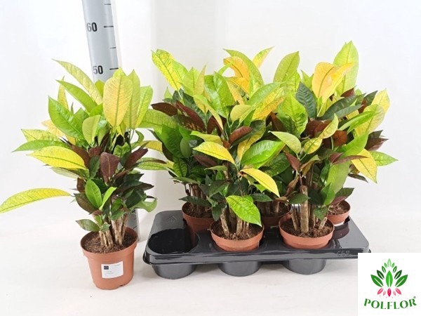 Codiaeum variegatum Mrs Iceton 13Ø 55cm 6pp