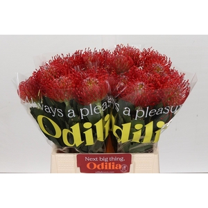Nutans Ayoba Red