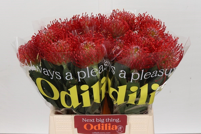 <h4>Nutans Ayoba Red</h4>