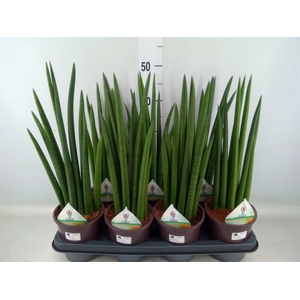 Sansevieria   ...