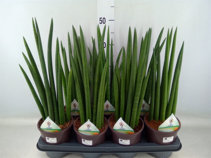 <h4>Sansevieria   ...</h4>