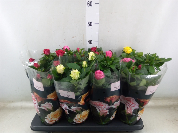 <h4>Rosa  'Patio-Hit'   ...mix 4</h4>