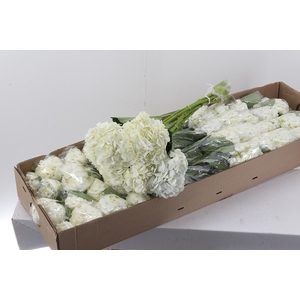 Hydr White Premium Box