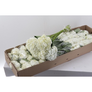 (TOP)Hydr White Premium Box