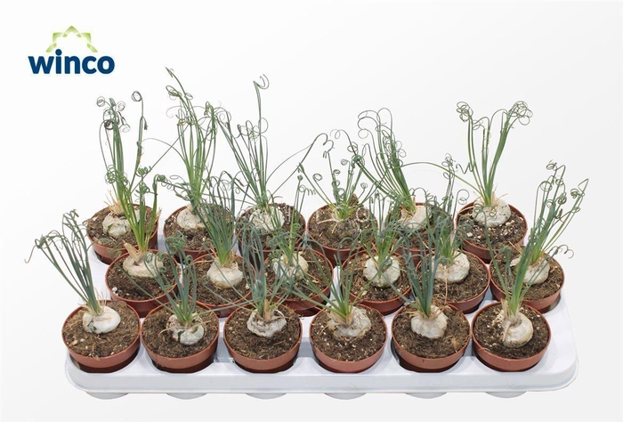 <h4>ALBUCA FRIZ SIZZLE</h4>