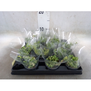 Senecio rowleyanus
