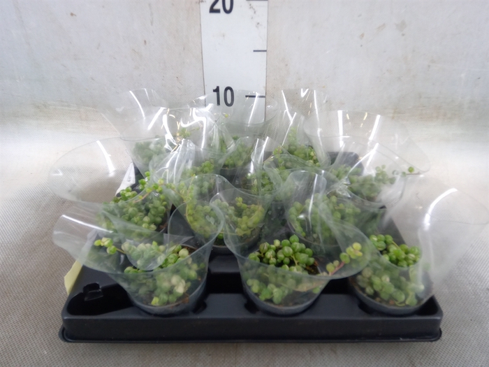 <h4>Senecio rowleyanus</h4>