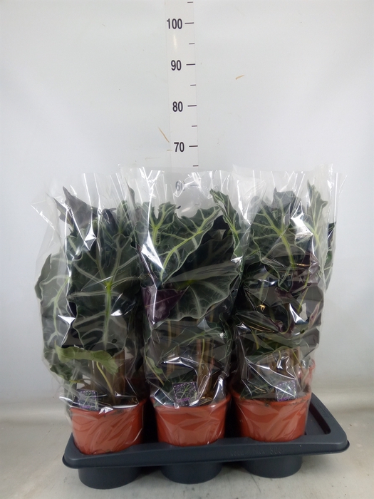 <h4>Alocasia amazonica 'Polly'</h4>