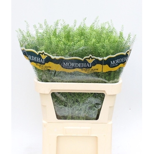 LEPIDIUM GREEN BELL