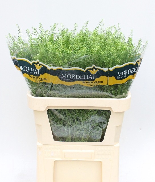 LEPIDIUM GREEN BELL
