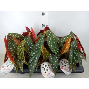 Begonia maculata