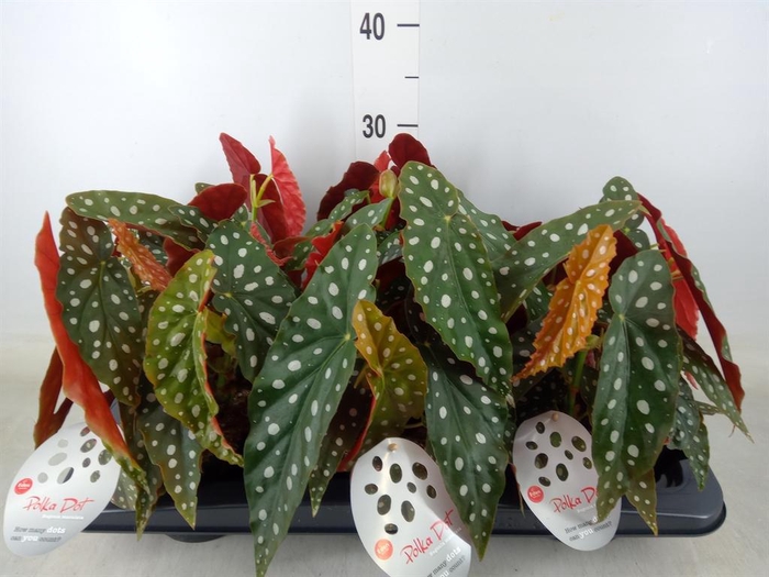 <h4>Begonia maculata</h4>