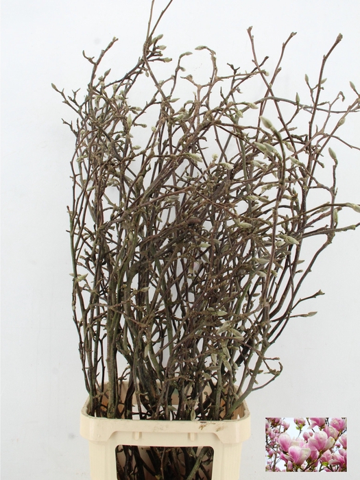 MAGNOLIA GRANDIFLORA GRILLIG X15