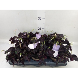 Oxalis trian. 'Mijke'