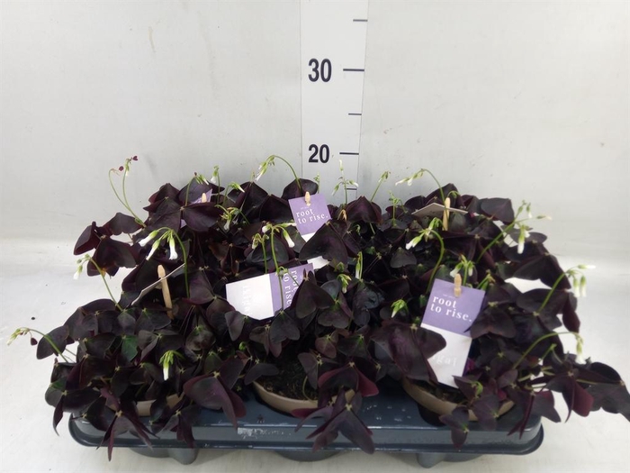 <h4>Oxalis trian. 'Mijke'</h4>