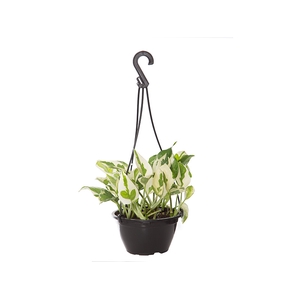 JIBOIA NJOY C21 PENDENTE