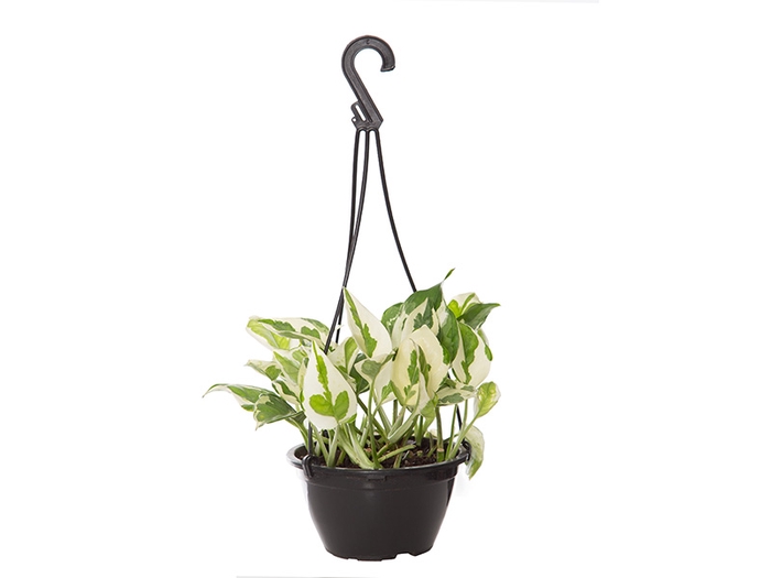 <h4>JIBOIA NJOY C21 PENDENTE</h4>