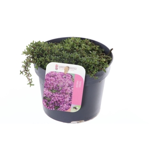 Thymus praecox Red Carpet