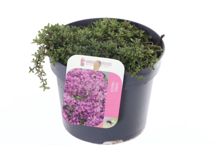 <h4>Thymus praecox Red Carpet</h4>