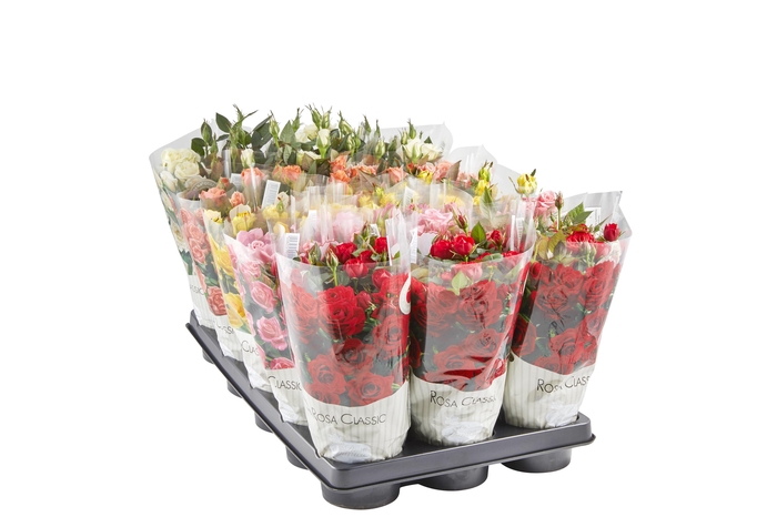 <h4>ROSA-HYBRID MINI</h4>