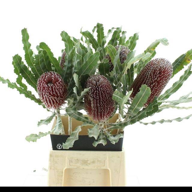 <h4>BANKSIA MENZIESII</h4>