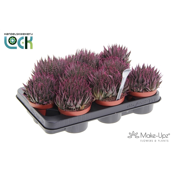 <h4>Aloe Aristata Make Upz Roze</h4>