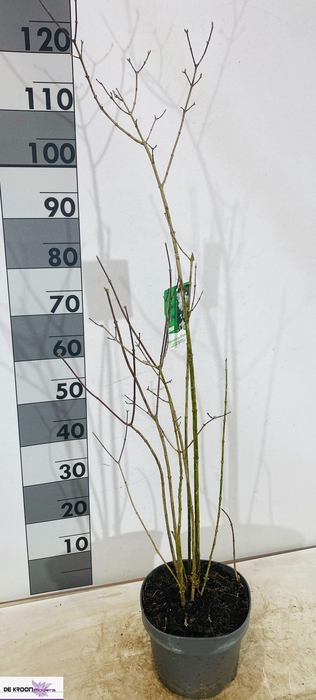 <h4>PHILA VIRGINAL</h4>