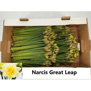 Narcis G Great Leap