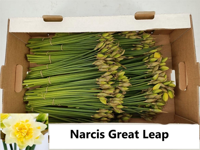 <h4>Narcis G Great Leap</h4>