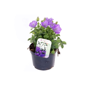 Campanula carpatica Blaue Clips