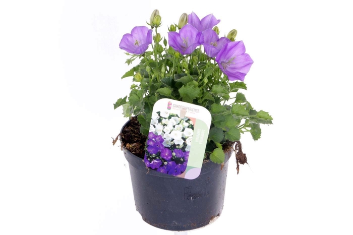 <h4>Campanula carpatica Blaue Clips</h4>