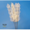 Dried Bleached Ficus Stem