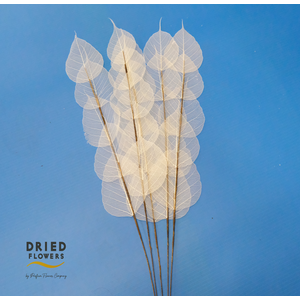 Dried Bleached Ficus Religiosa Sp