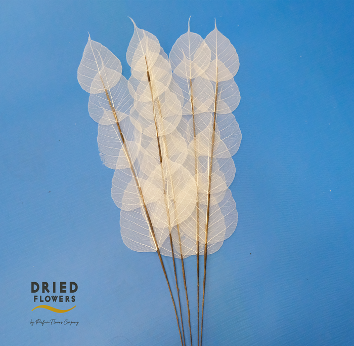 Dried Bleached Ficus Stem