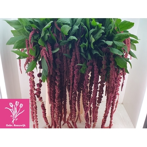 AMAR CA RED CORD