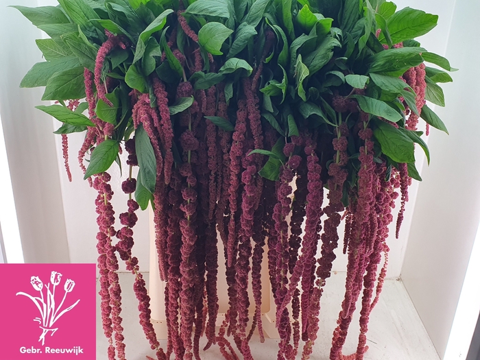<h4>AMAR CA RED CORD</h4>