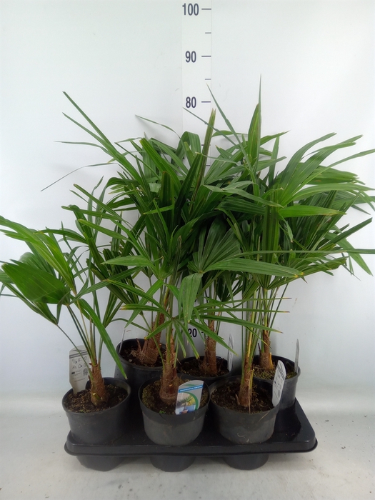 <h4>Trachycarpus fortunei</h4>