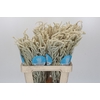 Amaranthus Yearming Desert