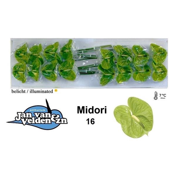 <h4>Anth A Midori 11 cm X16 Jan van Velden</h4>