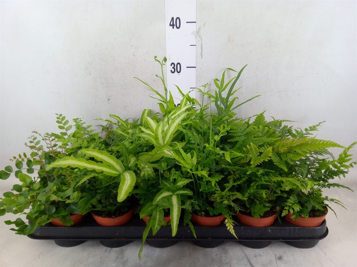 <h4>Ferns   ...mix</h4>