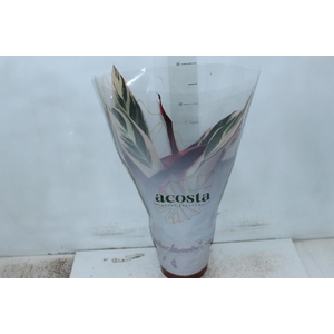 CALATHEA TRIALSTAR P17