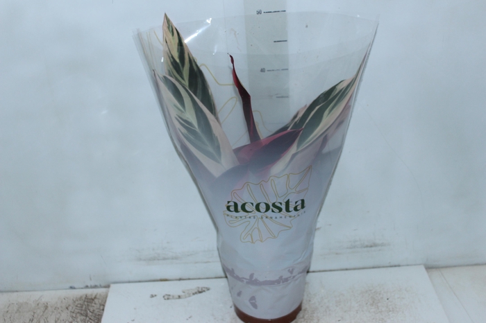 <h4>CALATHEA TRIALSTAR P17</h4>