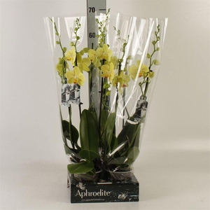 Phalaenopsis   ...yellow